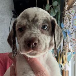 Light Blue - White and brown male Braque du Bourbonnais puppy in Brandon, South Dakota from Sioux Ridge Pointers