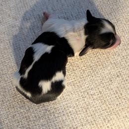Buster - Piebald male Dachshund puppy in Barnard, Missouri from KB Doxies