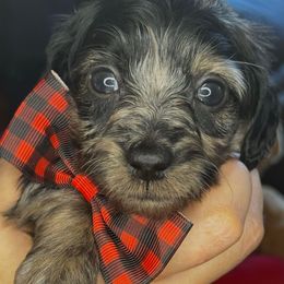 Ash (Dapple Doxiepoo) - Brindle male Companion Cross puppy in Waldron, Arkansas from Kay’s Cutie Poos