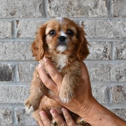 Cavalier King Charles Spaniels, Havapoos, Maltipoos, Morkies, and Yorkipoos from Happy Tail Puppies