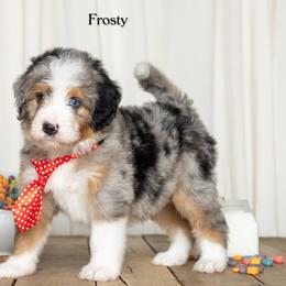 Frosty - Blue merle male Bernedoodle puppy in St Joe, Indiana from Pawsh Bernedoodles