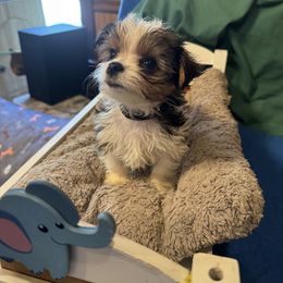 Miniature Schnauzer and Yorkshire Terrier Puppies from Cuddly Cutts Pets
