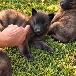 Red Boy - Mahogany and black male Belgian Tervuren puppy in Hastings, Minnesota from Century Hills Farm