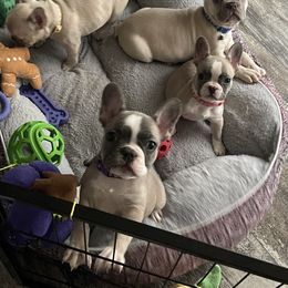 French Bulldog Puppies from Orderofthebulldogs, LLC