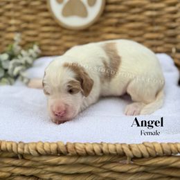 Angel - Red female Bernedoodle puppy in Murrieta, California from Brookside Bernedoodles