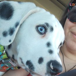 Dalmatian Puppies from America's Dalmatian Friends