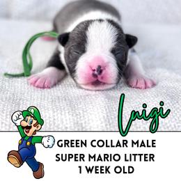 Luigi - Blue male Boston Terrier puppy in West Jefferson, Ohio from Kline Kennels