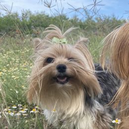 Yorkshire Terriers from Diamond Yorkies Wilder