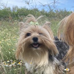 Yorkshire Terriers from Diamond Yorkies Wilder