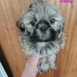 Annie now Daisy - Tricolor female Shih Tzu puppy in Palmyra, New York from Karen's Tzus of Palmyra-Macedon