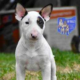 Venny SHOW HOUSE ONLY - White male Bull Terrier puppy in Cincinnati, Ohio from HP BULL’S