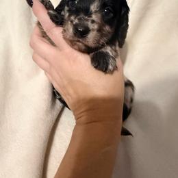 Farfalle - Dapple male Dachshund puppy in Kentucky from Wonderful Weiners