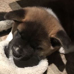 Akita from Koyo Akitas