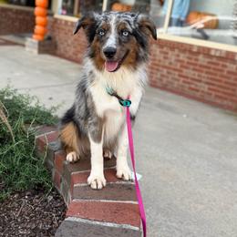 Ridge - Blue merle male Miniature Australian Shepherd puppy in Clarkesville, Georgia from North Georgia Gems