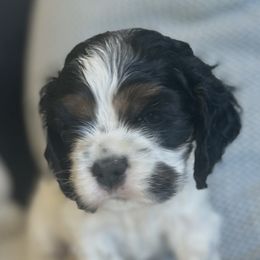 Ollie - Black white and tan male Cocker Spaniel puppy in Pueblo, Colorado from Scott & Lada’s Pups