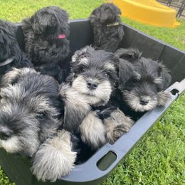 Miniature Schnauzer Puppies from Four Seasons Schnauzers
