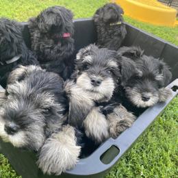 Miniature Schnauzer Puppies from Four Seasons Schnauzers