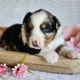 Remi - Blue merle female Australian Shepherd puppy in Mountain Grove, Missouri from K Bar H Farms
