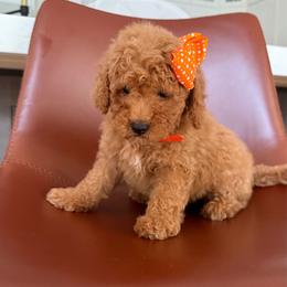 Lilo - Red  female Goldendoodle puppy in Charlotte, North Carolina from Barkins and Company