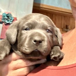 Dilute Retriever puppies from The Sugar & Spice Ranch Labrador Retrievers