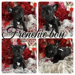 Nook - Black and tan male French Bulldog puppy in Waitts Lake, Washington from Best Friend standard Frenchies