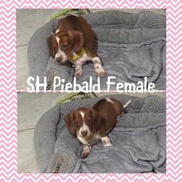 Girl 1 - Piebald female Dachshund puppy in Houma, Louisiana from Portier’s Mini Dachshunds
