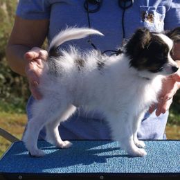 Papillon Puppies from Azure Papillons
