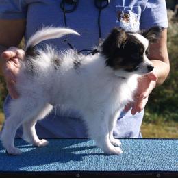 Papillon Puppies from Azure Papillons