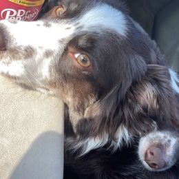 Miniature American Shepherds and Toy Australian Shepherds from Elizabeth Harrison's Pups