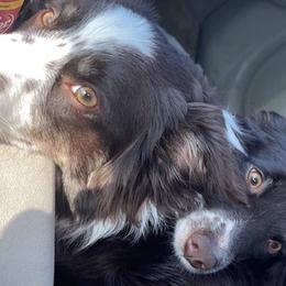 Miniature American Shepherds and Toy Australian Shepherds from Elizabeth Harrison's Pups