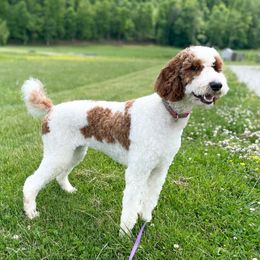 Moira - Poodle