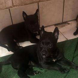 Boy 4 - Black male Belgian Malinois puppy in North Fort Myers, Florida from Reinwald Kennels