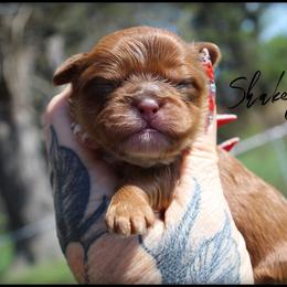 Shakespeare - Red male Shih Tzu puppy in Warren, Michigan from Devil Dogs Shih Tzu's