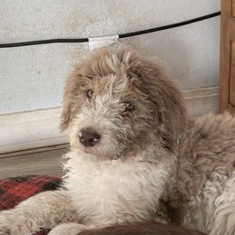 Labradoodle Puppies from Daisy's Labradoodles