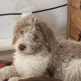 Labradoodle Puppies from Daisy's Labradoodles