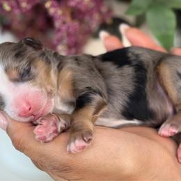 Sparky - Tri-color male Bernedoodle puppy in Yuciapa, California from AlltheDoodlez_