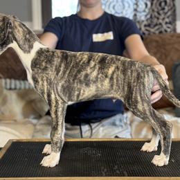 Andes - Fawn brindle male Whippet puppy in Kentucky from Wildbriar Whippets