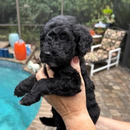 Orange Collar - Black female Goldendoodle puppy in Jacksonville, Florida from Southern Goldendoodles
