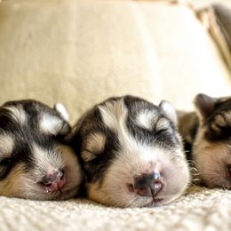 Siberian Husky Puppies from Fly Siberian