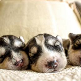 Siberian Husky Puppies from Fly Siberian