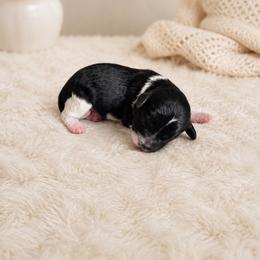 Jessie - Black and white female Cavapoo puppy in Thorndale, Texas from Hattie’s Texas Cavapoos
