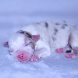 Oaken - Red merle male Australian Shepherd puppy in Easton, Missouri from MMA Kennel