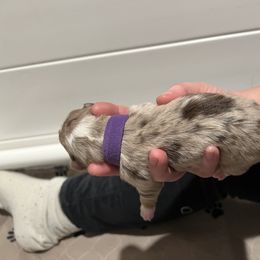 Australian Shepherd Puppies from Ruff & Tumble Australian Shepherds