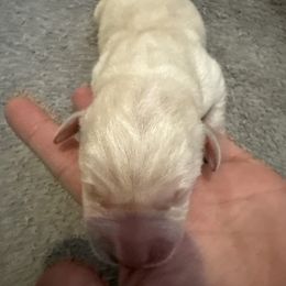 Boy 3 - Yellow male Labrador Retriever puppy in Isanti, Minnesota from Four Corners Family Labs