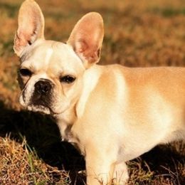Bulldogs and French Bulldogs from Stephen's Puppies