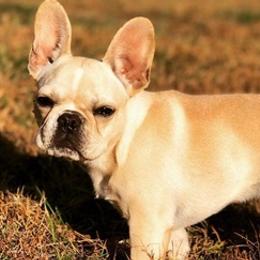 Bulldogs and French Bulldogs from Stephen's Puppies