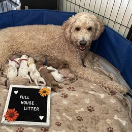 Goldendoodle Puppies from Deborah’s Doodles