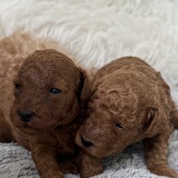 Poodle Puppies from Anna's Puppy Tales