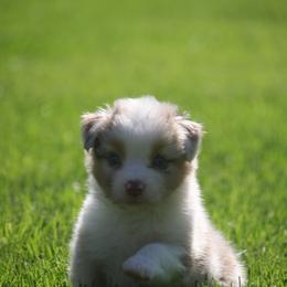 Stella - Red merle female Miniature American Shepherd puppy in Tiskilwa, Illinois from First Harmony Farms