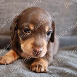 Colsen - Chocolate and tan male Dachshund puppy in Blanchard, Oklahoma from Dusty Road Doxies